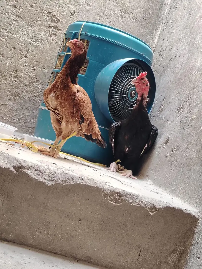 Aseel Chicken Pair – Pure Aseel Male & Female | Healthy Pair — photo 4