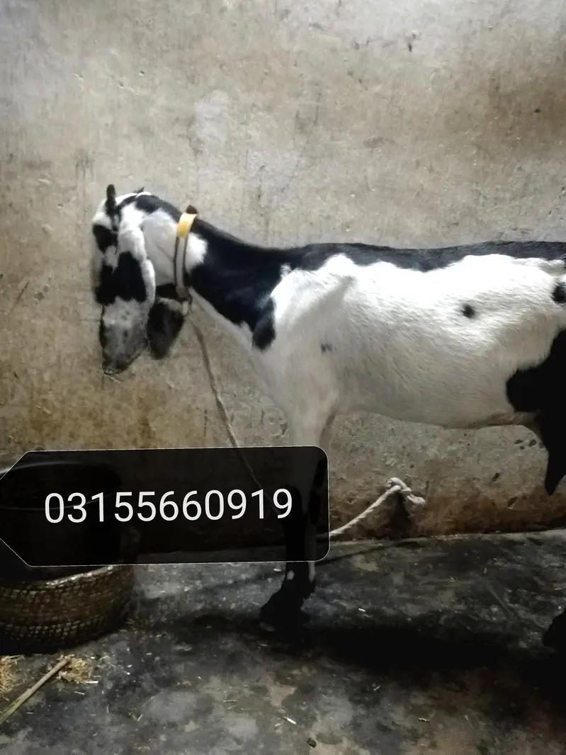 desi betal — photo 2