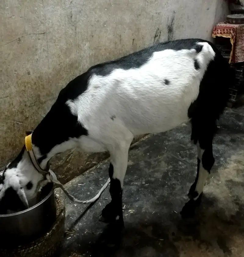 desi betal — photo 3