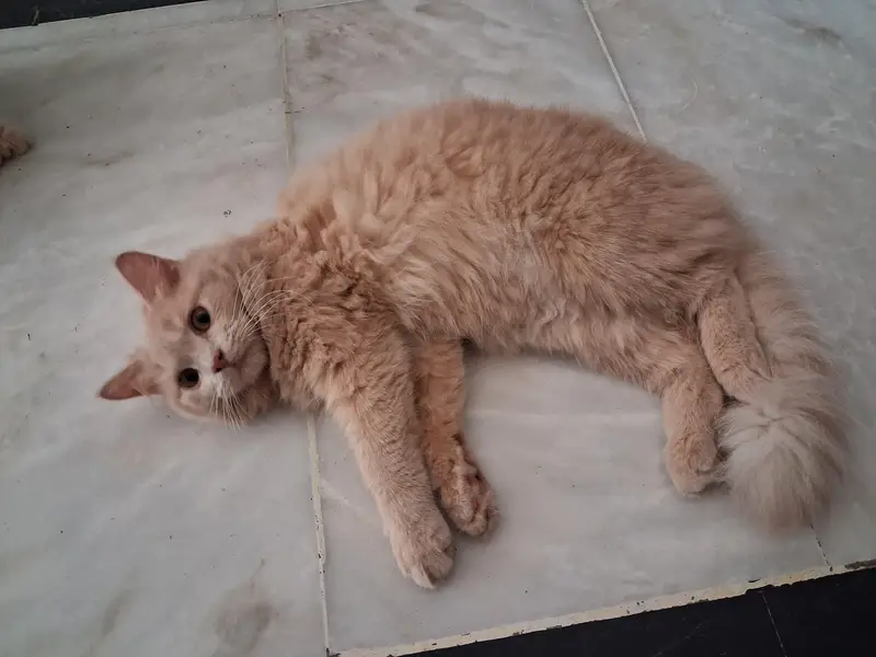 Cute, Active and Playfull Persian kitten ready for sale — photo 2