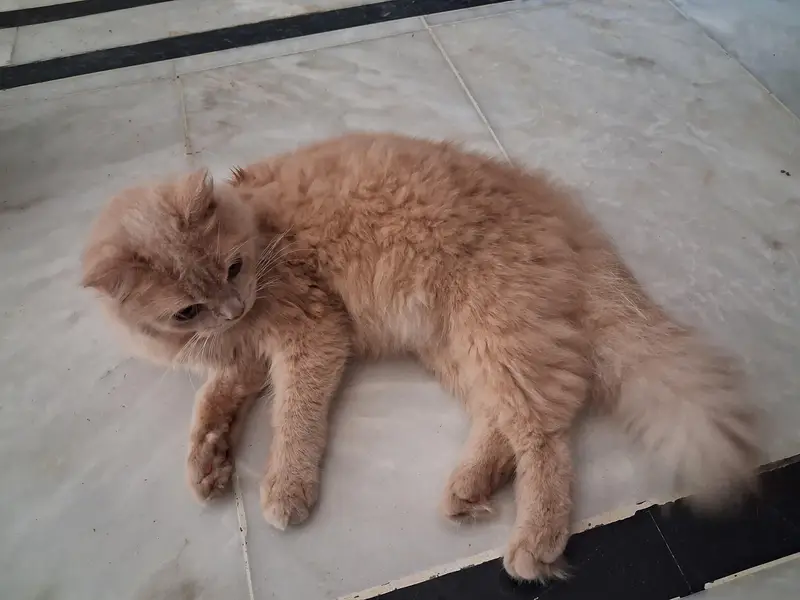 Cute, Active and Playfull Persian kitten ready for sale — photo 3