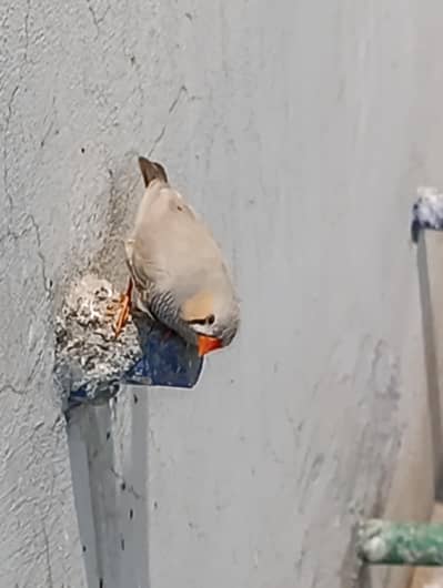 finches pairs