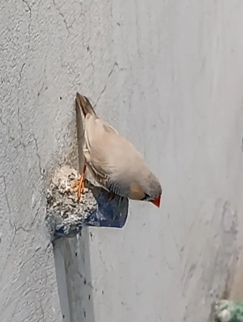 finches pairs — photo 2