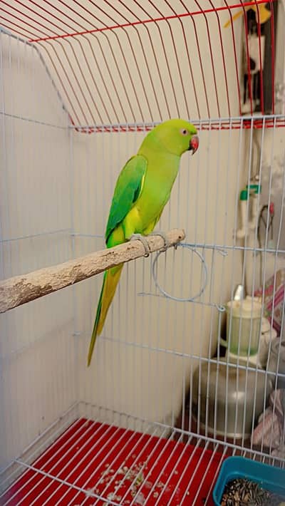 Parrot tota cuteee