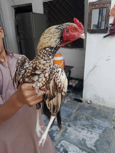 Shajra patta available ha 1 Saal ka