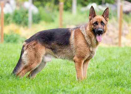 German sharfred for sale urgent