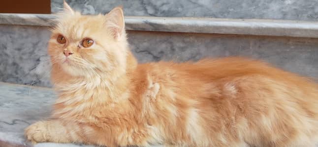 Persian cat for sale