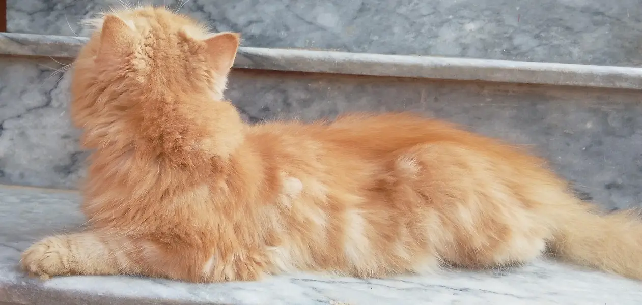 Persian cat for sale — photo 2