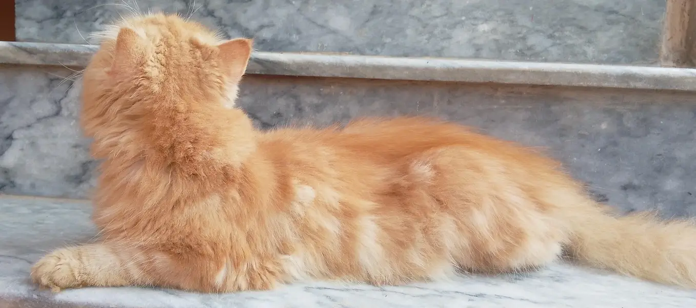 Persian cat for sale — photo 3
