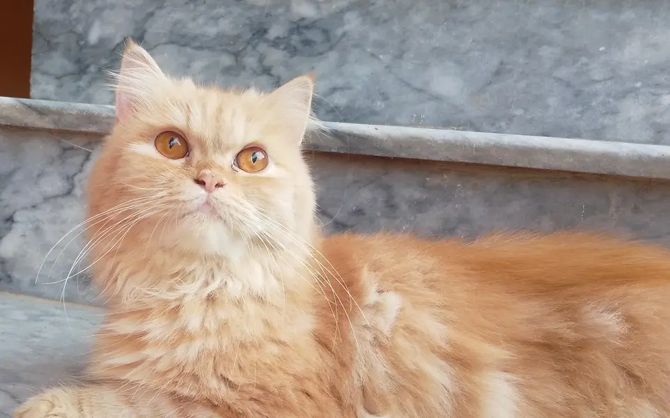 Persian cat for sale — photo 4