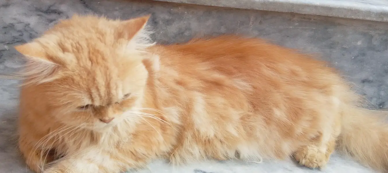 Persian cat for sale — photo 5