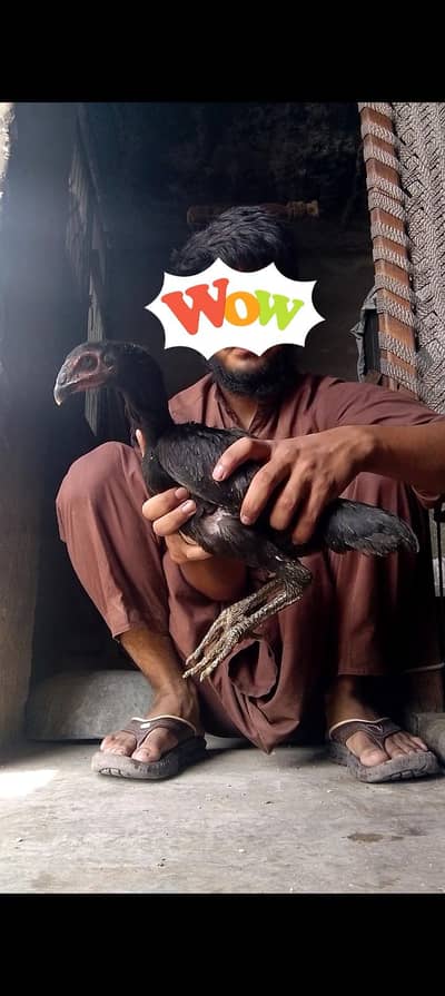 burmi 2 male 2 female Jo bahi Sara la ga os sa munasib kar la ga