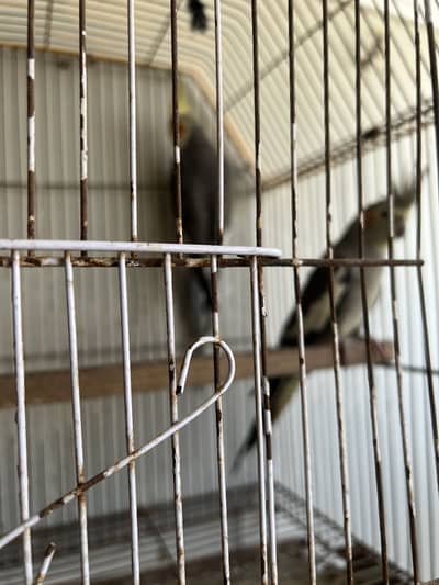 Cocktails pair available fresh and active