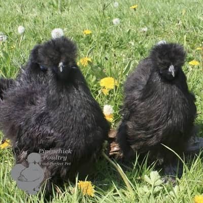 silkie black & white chiks 03232216041
