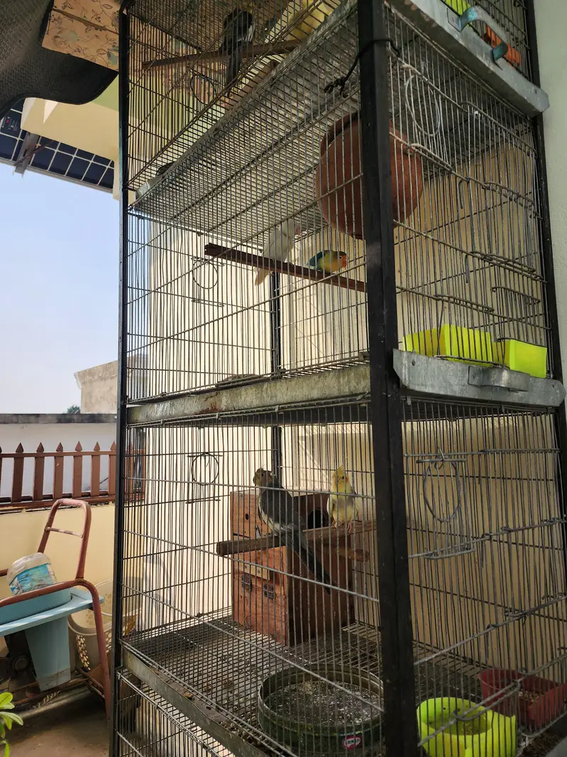 Cage big saiz — photo 4