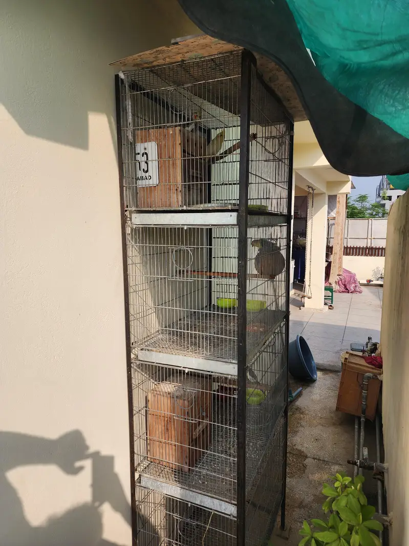 Cage big saiz — photo 6