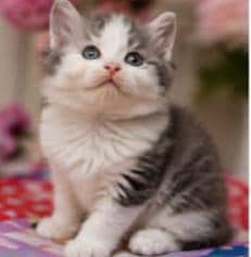 Persian triple coated litter trained cat available