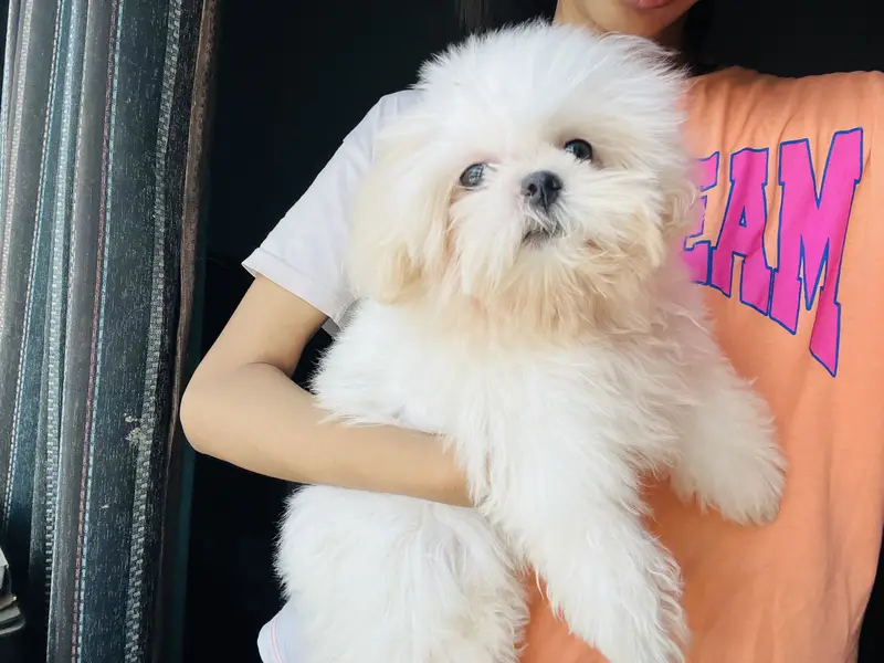 Shihtzu pee poop trained — photo 2
