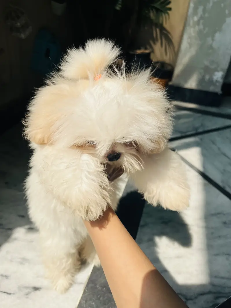 Shihtzu pee poop trained — photo 3