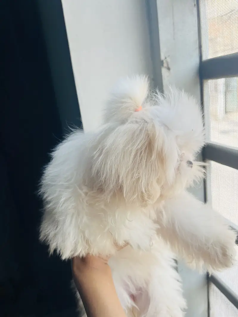Shihtzu pee poop trained — photo 4