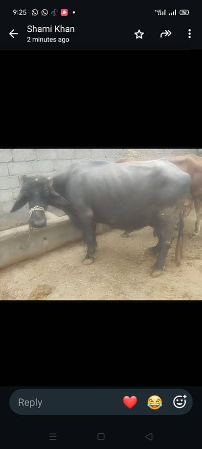 buffalos for sall Hassan andaln
