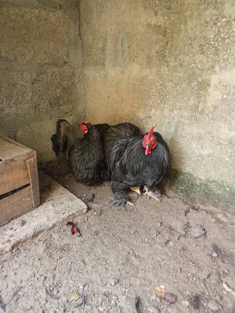 hens 2 0