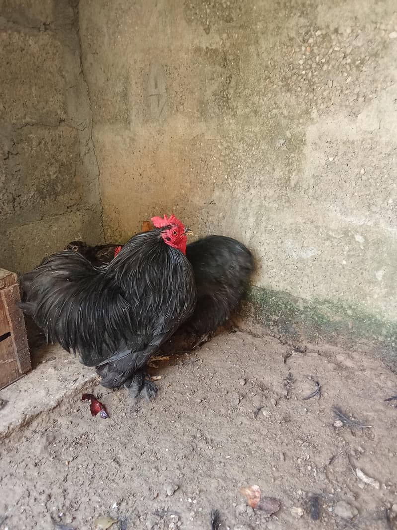 hens 2 2
