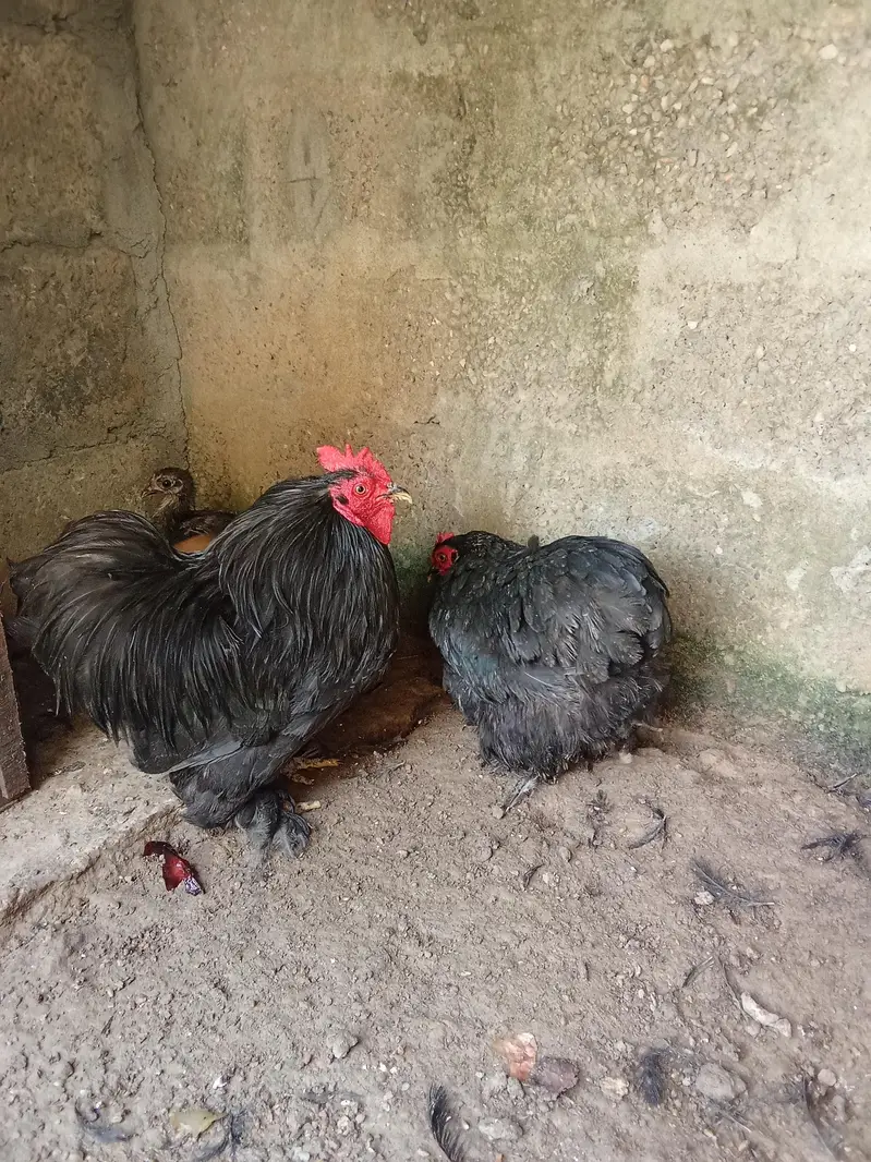 hens 2 — photo 4