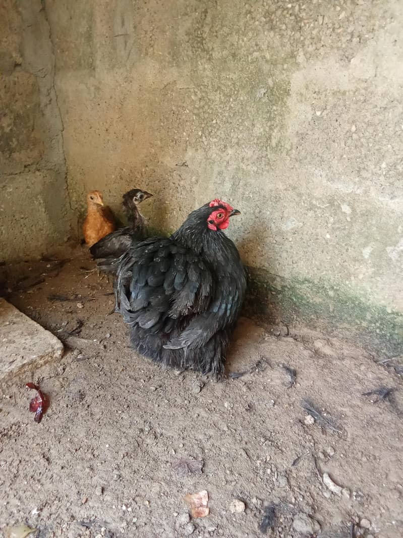 hens 2 4