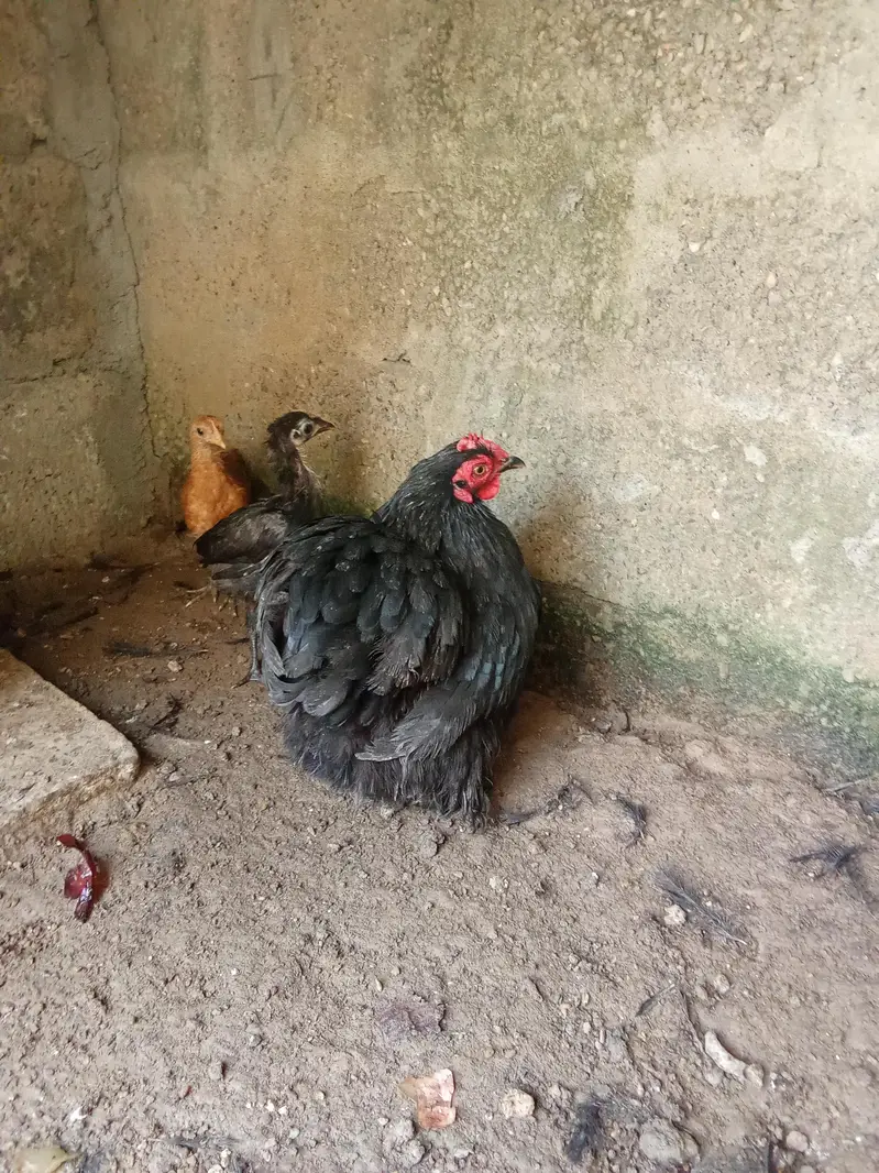 hens 2 — photo 5