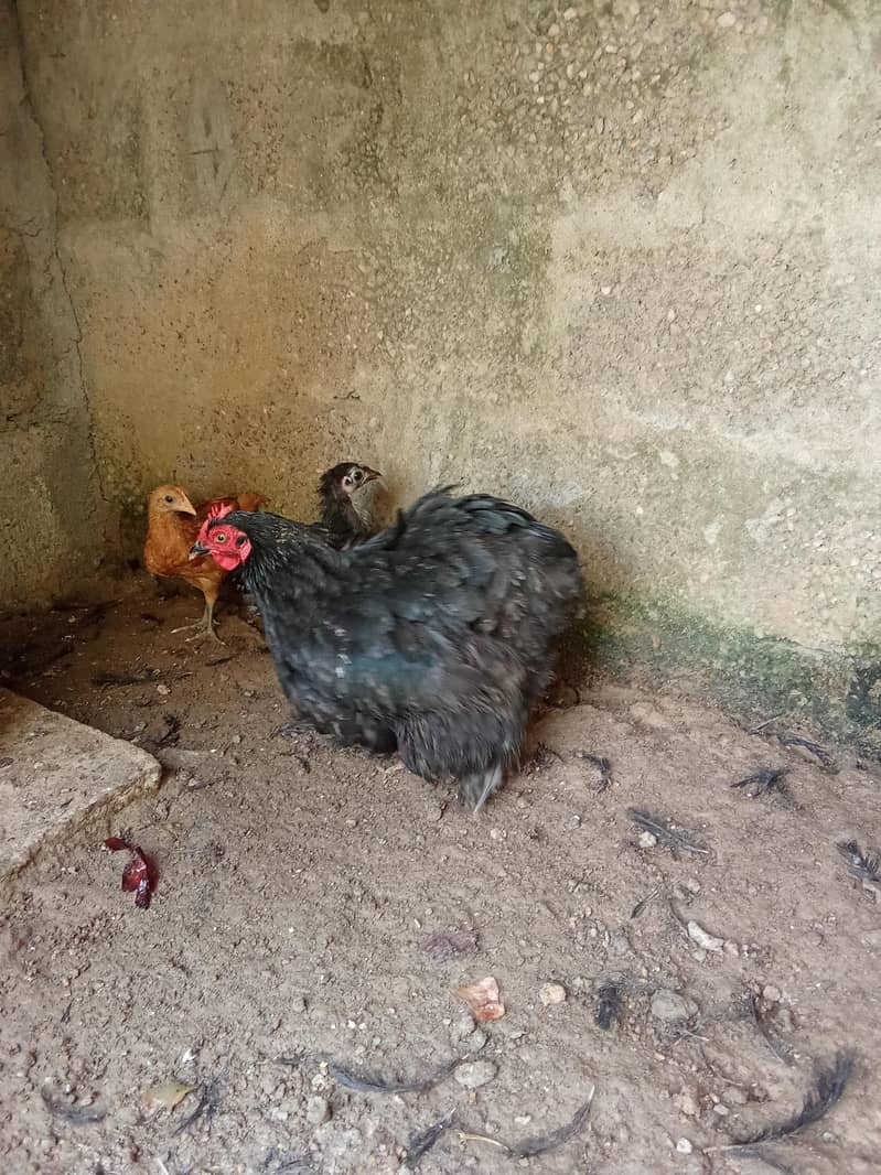 hens 2 5