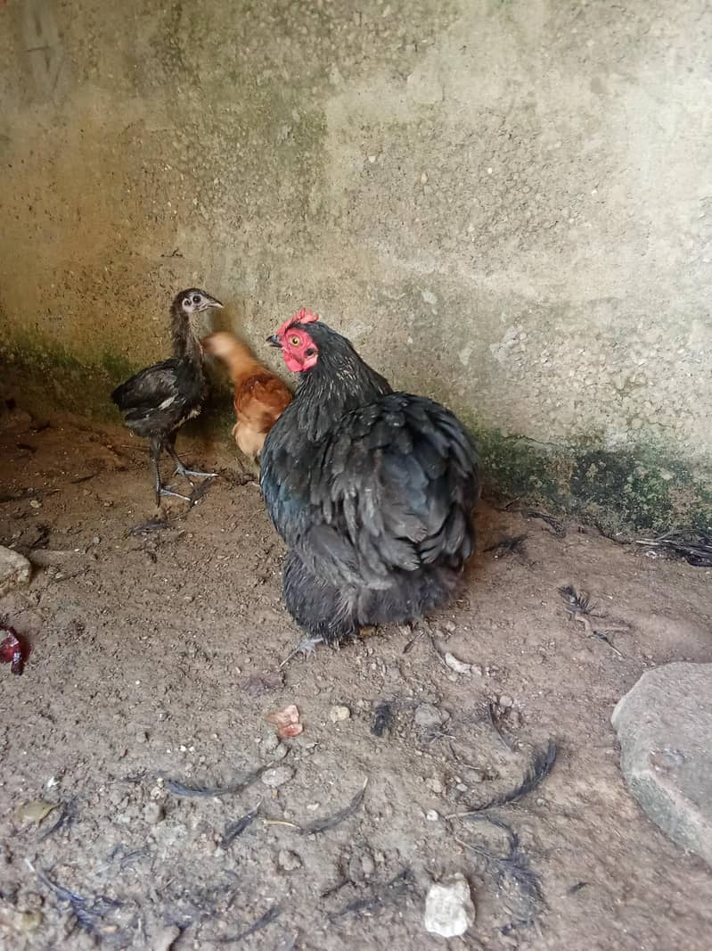 hens 2 6