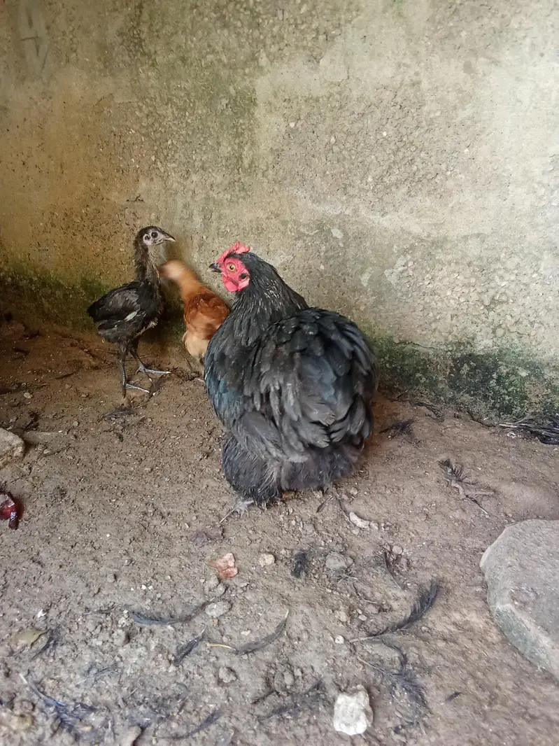 hens 2 — photo 7