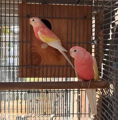 Rubino Bourke Parakeet pair