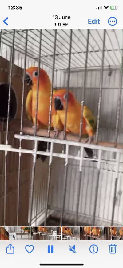 Sunconur breeder mail