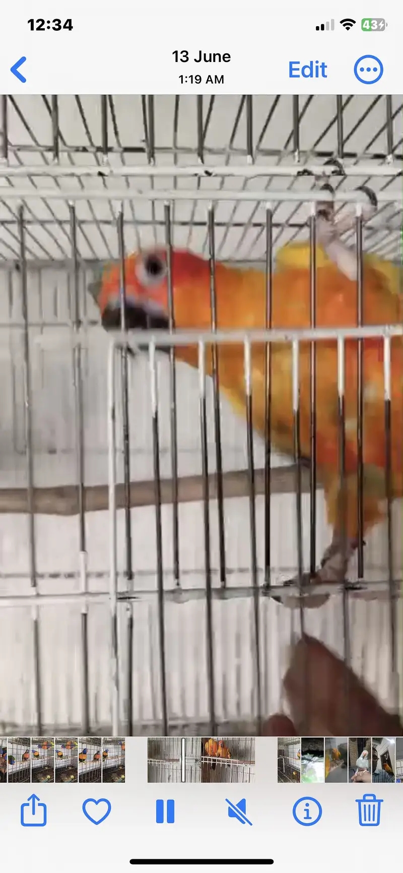Sunconur breeder mail — photo 2