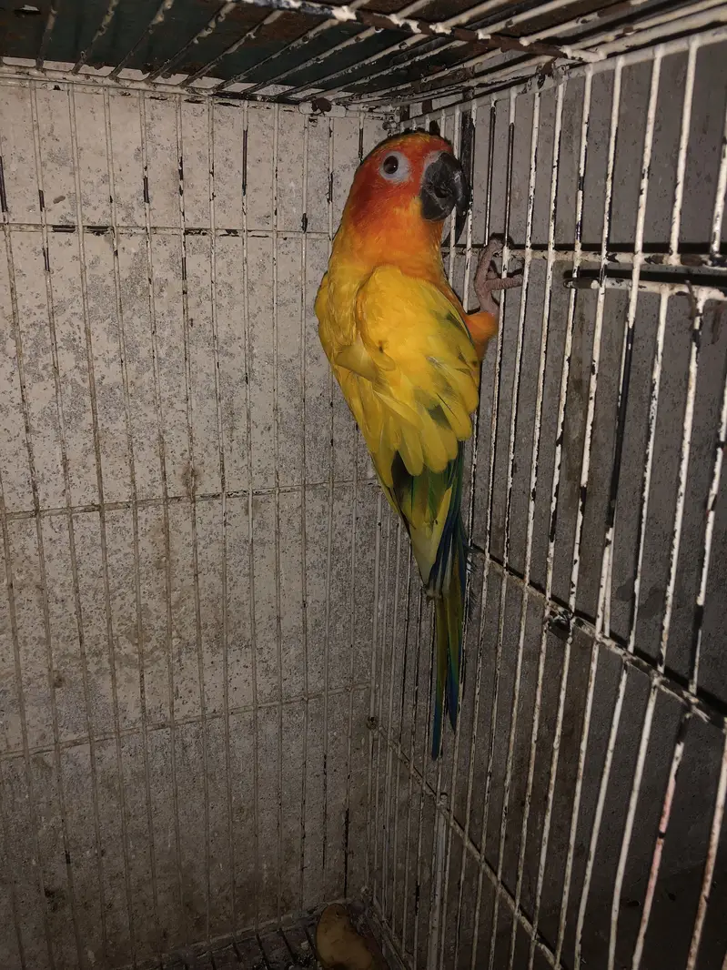 Sunconur breeder mail — photo 4