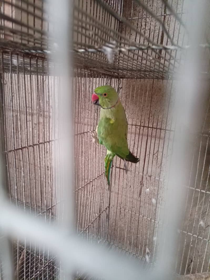 Green ringneck 0