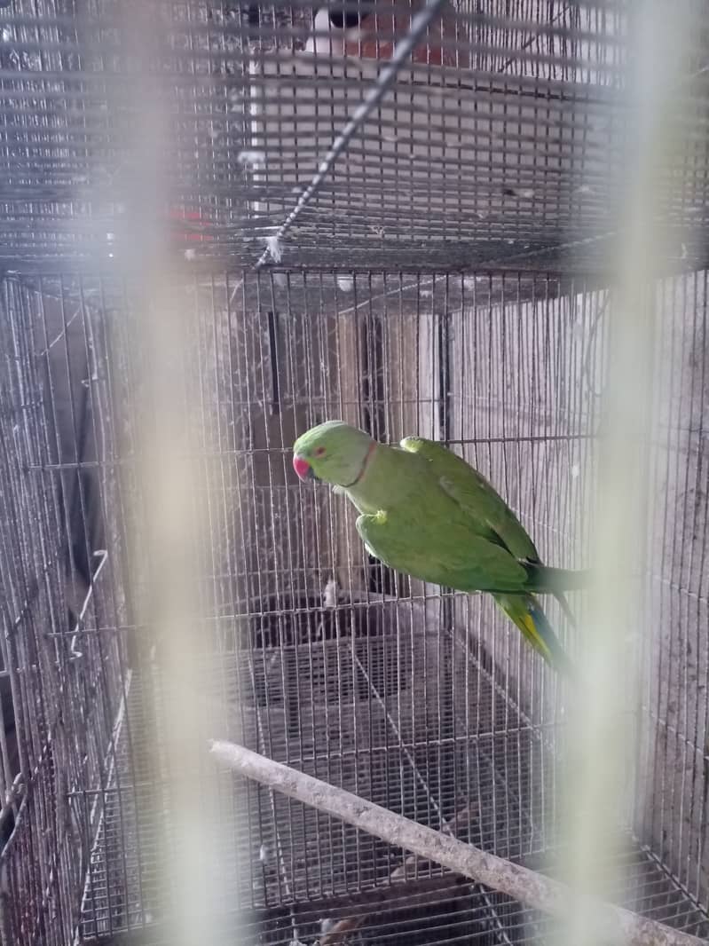 Green ringneck 1