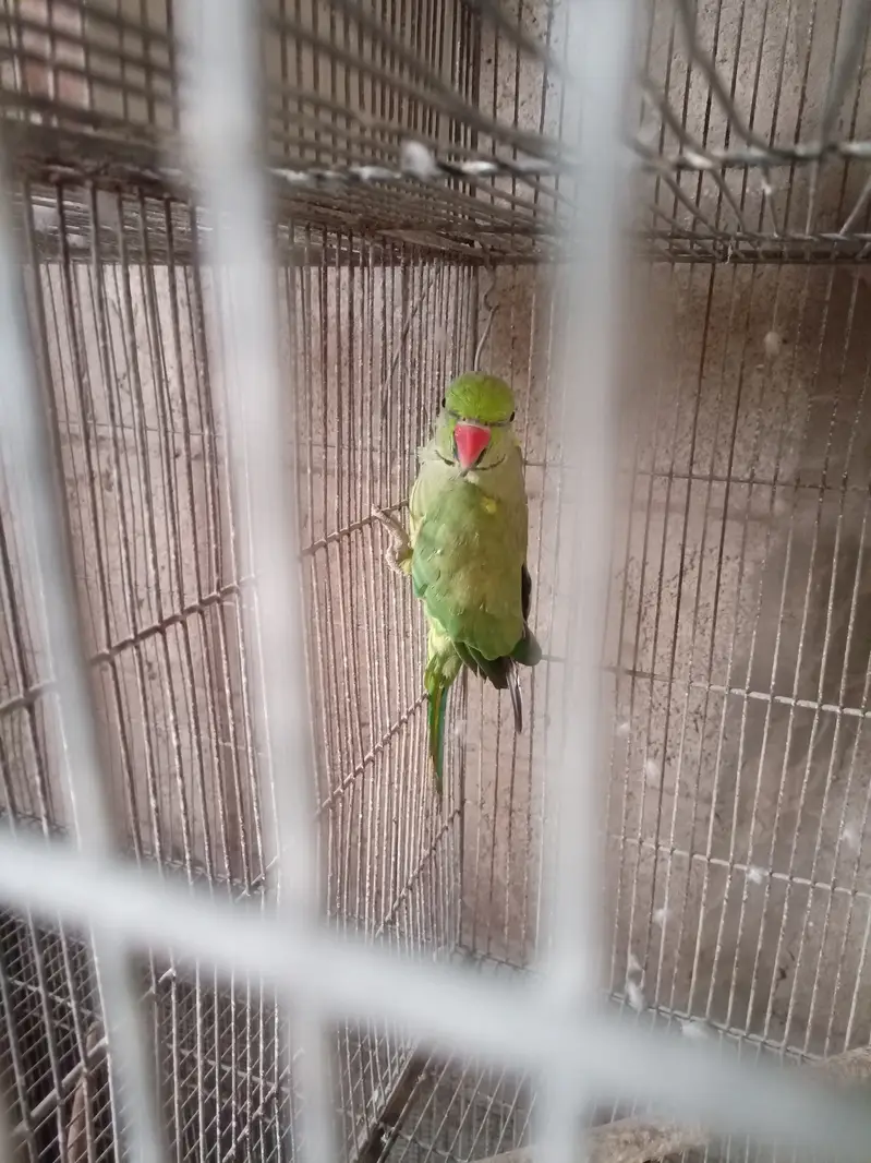 Green ringneck — photo 3