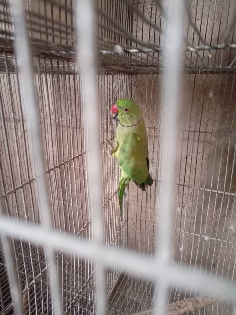Green ringneck 3