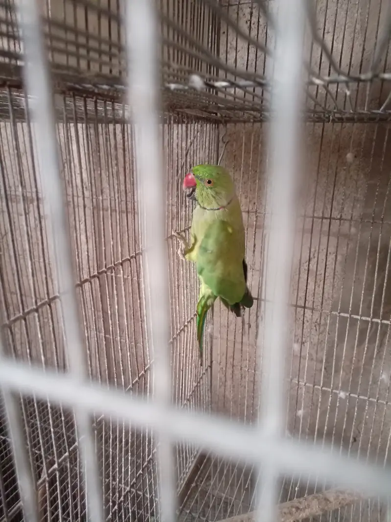 Green ringneck — photo 4