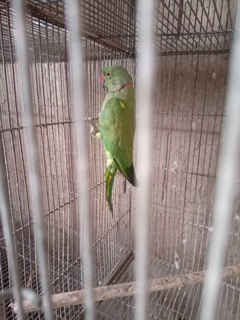 Green ringneck 4