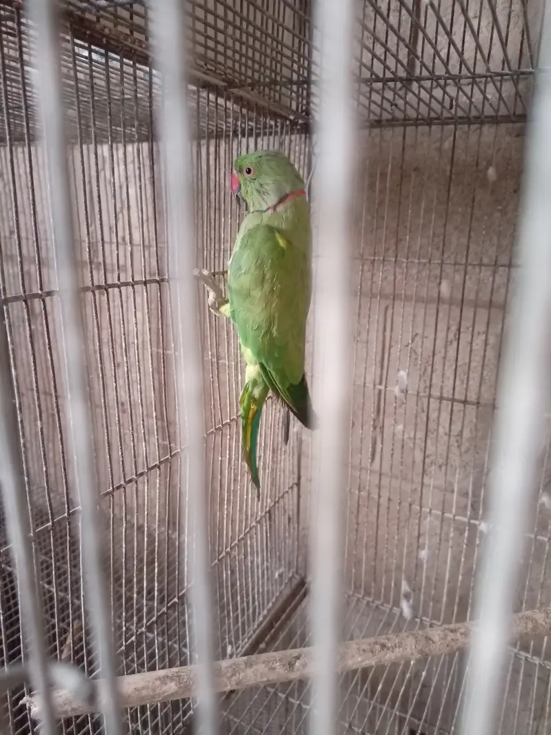 Green ringneck — photo 5