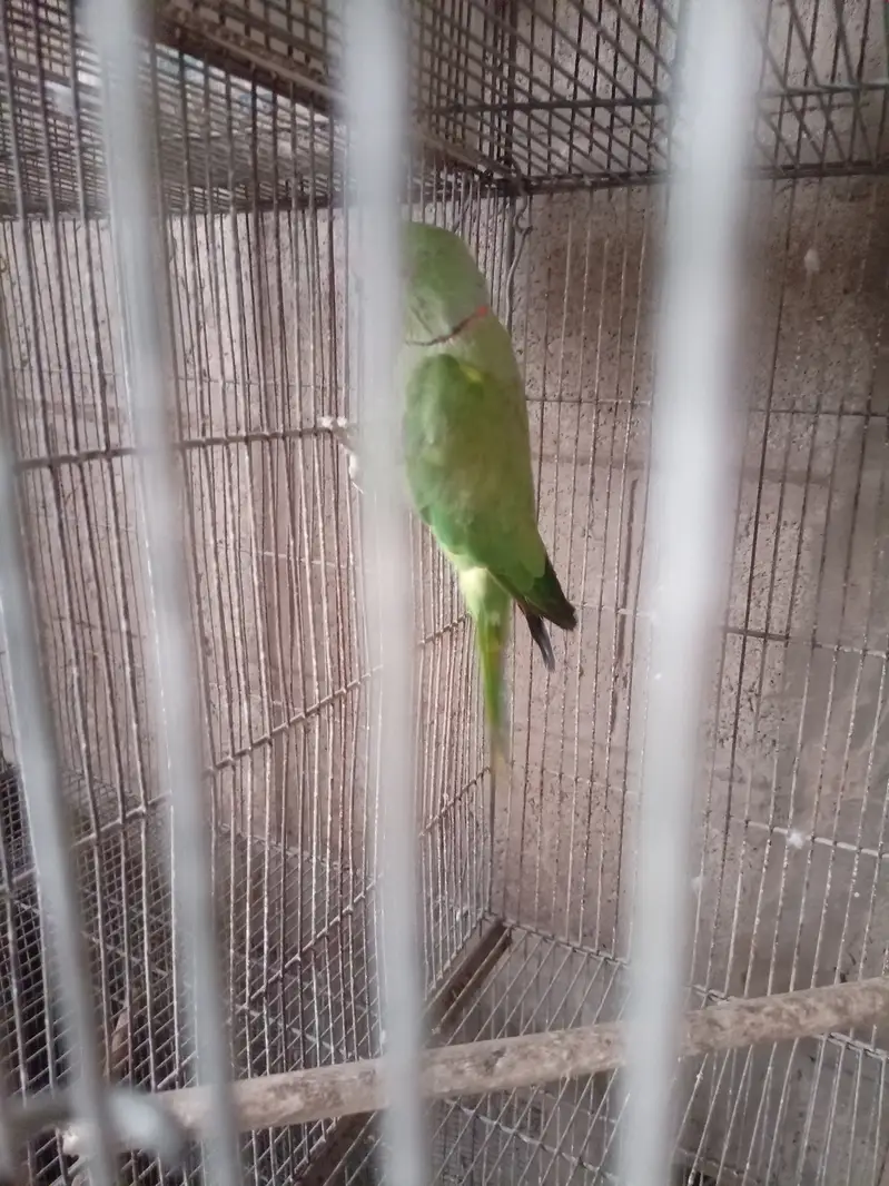 Green ringneck — photo 6