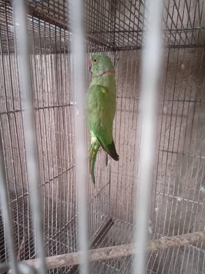 Green ringneck 6