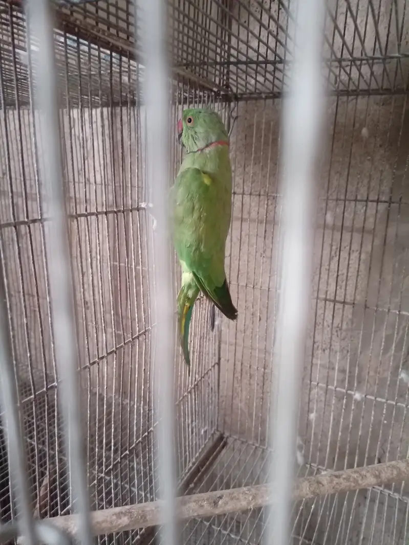 Green ringneck — photo 7