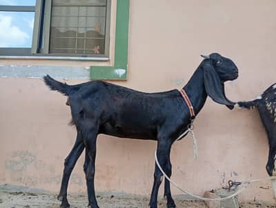Amersari or makhi cheni bakriya in best quality