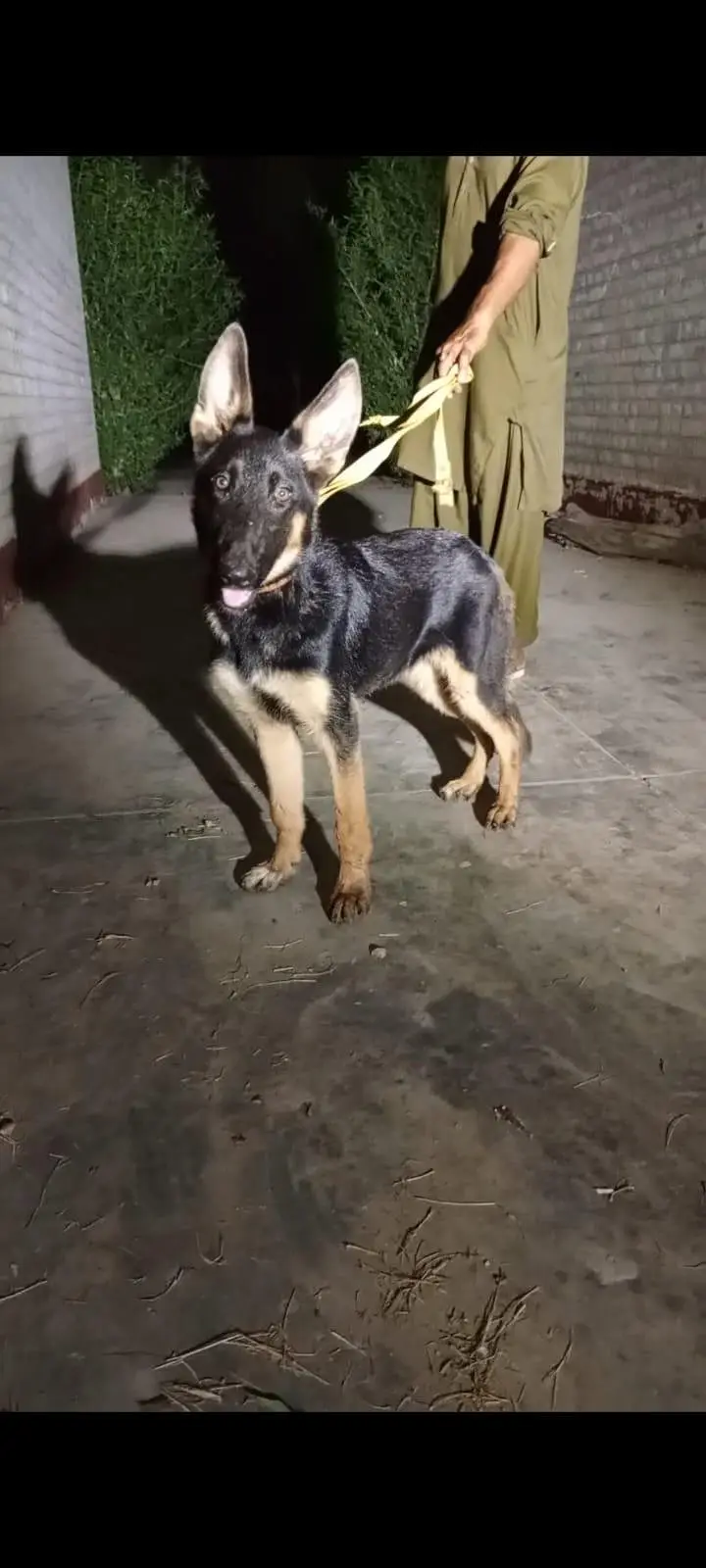 German shepherd — photo 2