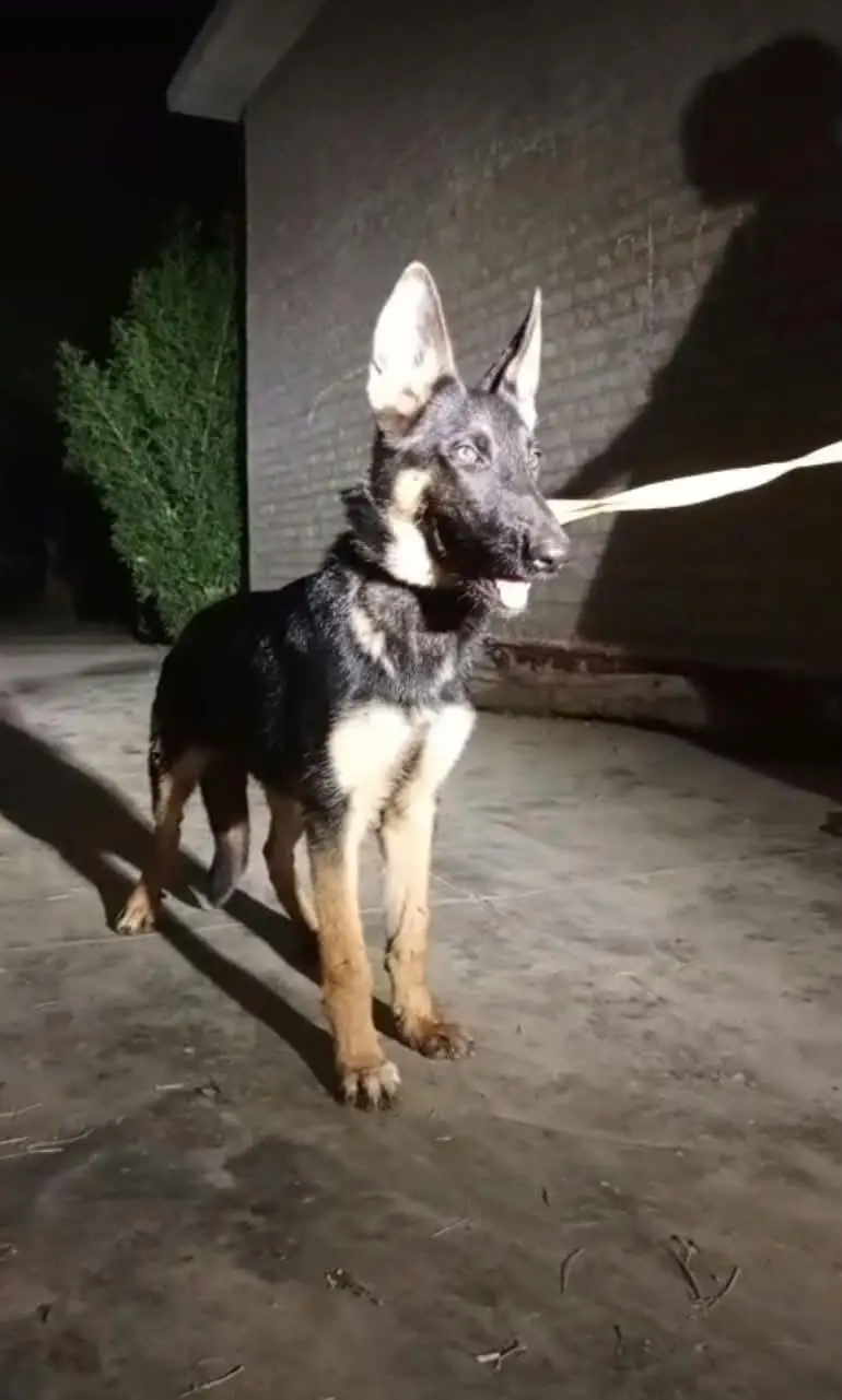 German shepherd — photo 3